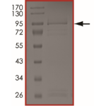 EGFR (d746-750 T790M L798I), Active